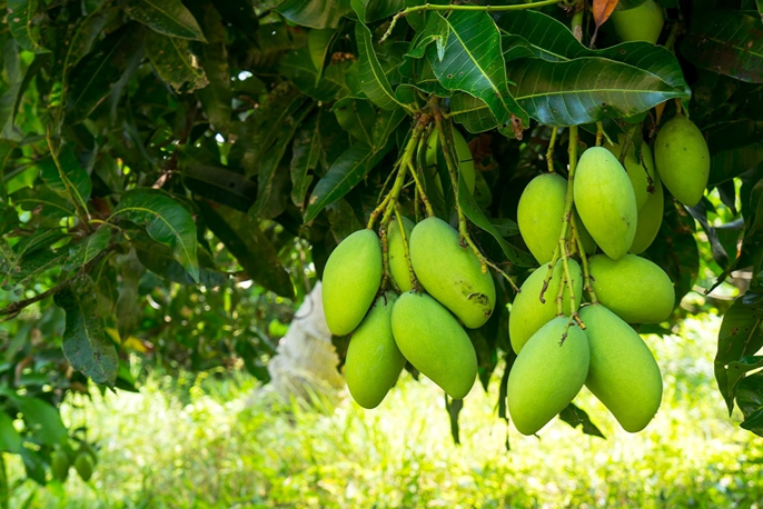 Cây xoài (Mangifera indica)